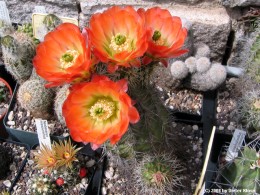 Echinocereus coccineus Form 